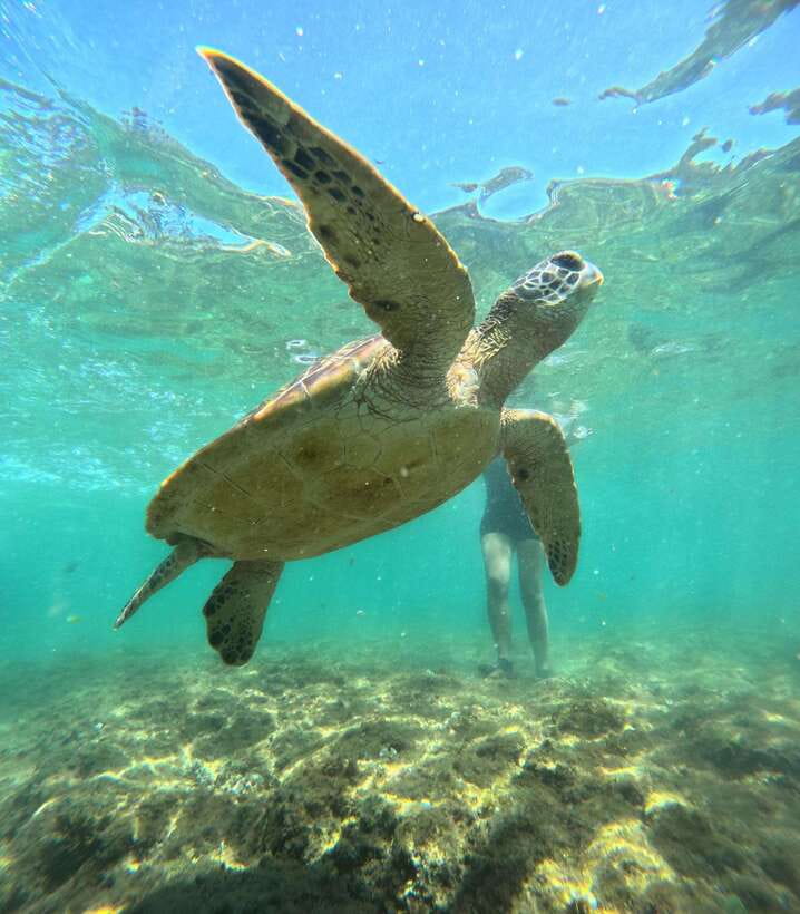 Dumaguete Apo Island Snorkel with turtle Tour - Price and value at $117: what you get, and when it may feel high