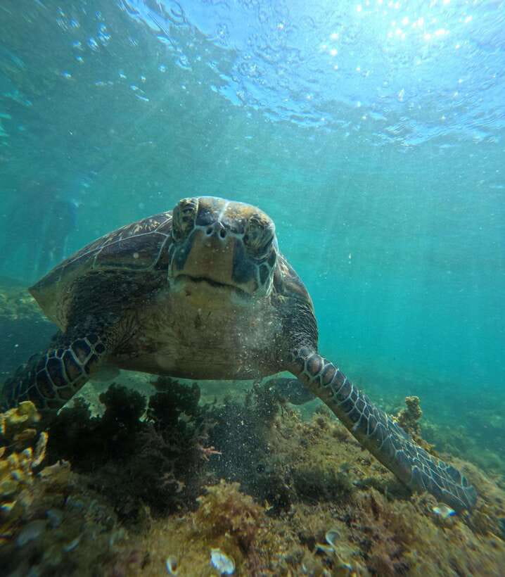 Dumaguete Apo Island Snorkel with turtle Tour - Getting from Dumaguete to Malatapay Port, plus what boarding is really like