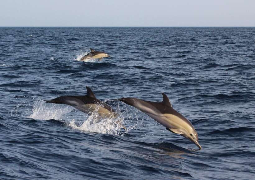 Dumaguete: Dolphin Watching & Manjuyod Sandbar Private Tour - Why This Private Dolphin and Sandbar Day Works