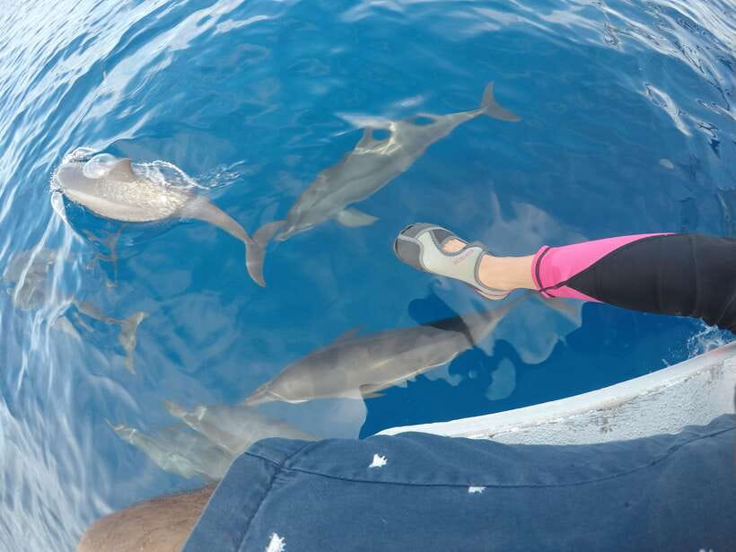 Dumaguete: Dolphin Watching & Manjuyod Sandbar Private Tour - Dolphins in Bais Bay: What You Might Spot and How to Maximize Chances