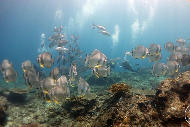 Easy Fun Scuba Dive in El Nido - The 7:30 am start and the return to town around 3 pm