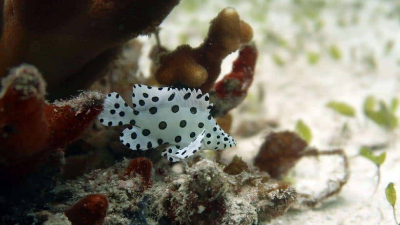 El Nido: Discover Scuba Diving with Manta Rays in Sibaltan - Should you book?