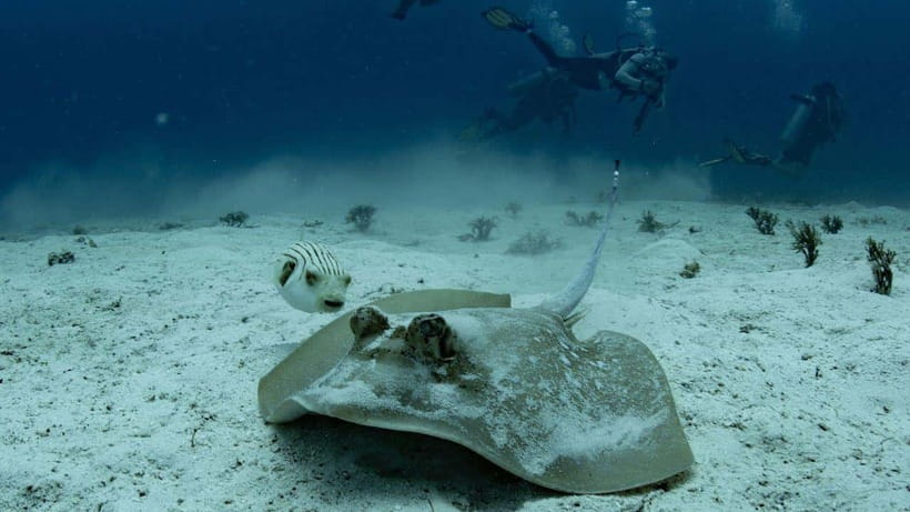 El Nido: Discover Scuba Diving with Manta Rays in Sibaltan - What the manta cleaning station means for your odds