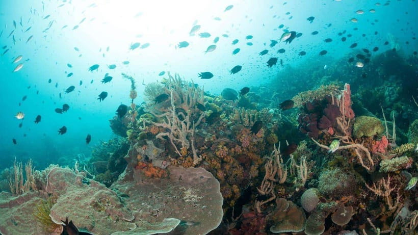 El Nido: Discover Scuba Diving with Manta Rays in Sibaltan - Instructors and the stress factor, they manage both