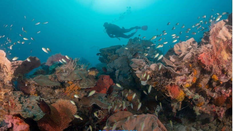 El Nido: Discover Scuba Diving with Manta Rays in Sibaltan - Price and what makes the $126 feel fair
