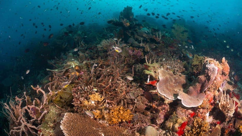 El Nido: Discover Scuba Diving with Manta Rays in Sibaltan - Logistics from El Nido: the one-hour factor