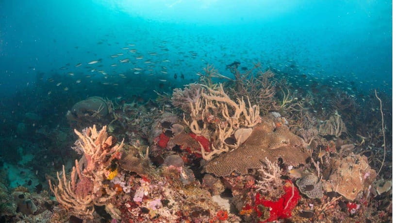 El Nido: Discover Scuba Diving with Manta Rays in Sibaltan - What to bring, what not to do, and who should skip it