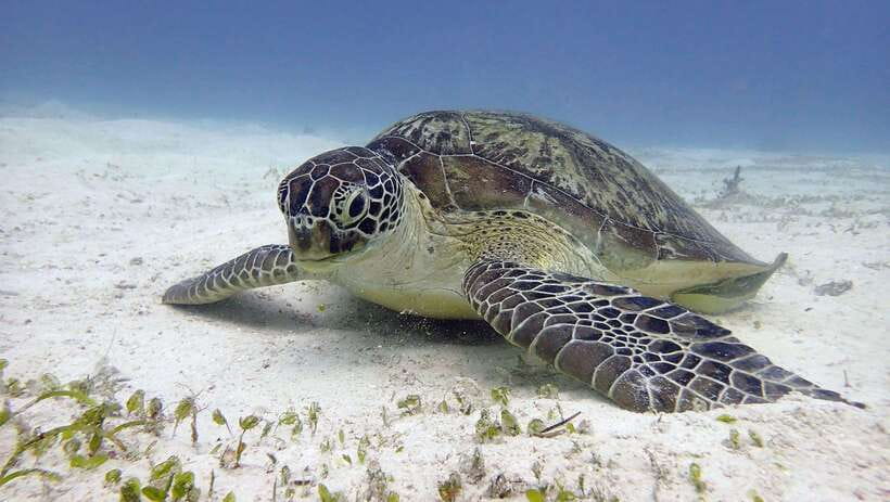 El Nido: Manta Ray Diving Experience in Sibaltan - Key points before you go