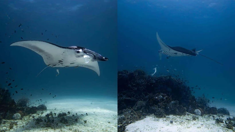 El Nido: Manta Ray Diving Experience in Sibaltan - Sibaltan feels like a private corner of Palawan