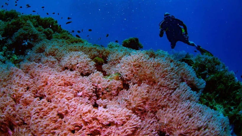 El Nido: Manta Ray Diving Experience in Sibaltan - What is included in the $117 price, and what costs extra