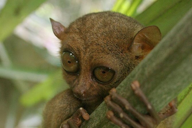 Exclusive Bohol,Philippines Chocolate Hills-Tarsier Tour - Private Bohol Day Trip From Tagbilaran: timing, transport, and value