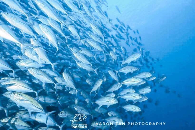 Fisheye Divers: Discover Scuba Diving - Key highlights you’ll feel right away