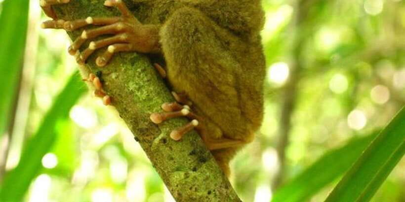 From Bohol: Full-Day Countryside Tour - Getting from Tagbilaran or Panglao, and how small groups change your day