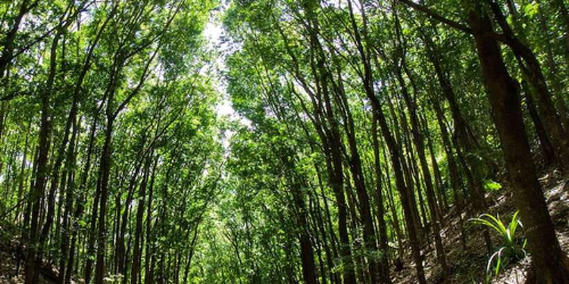 From Bohol & Panglao Island: Full-Day Bohol Tour - Key highlights at a glance