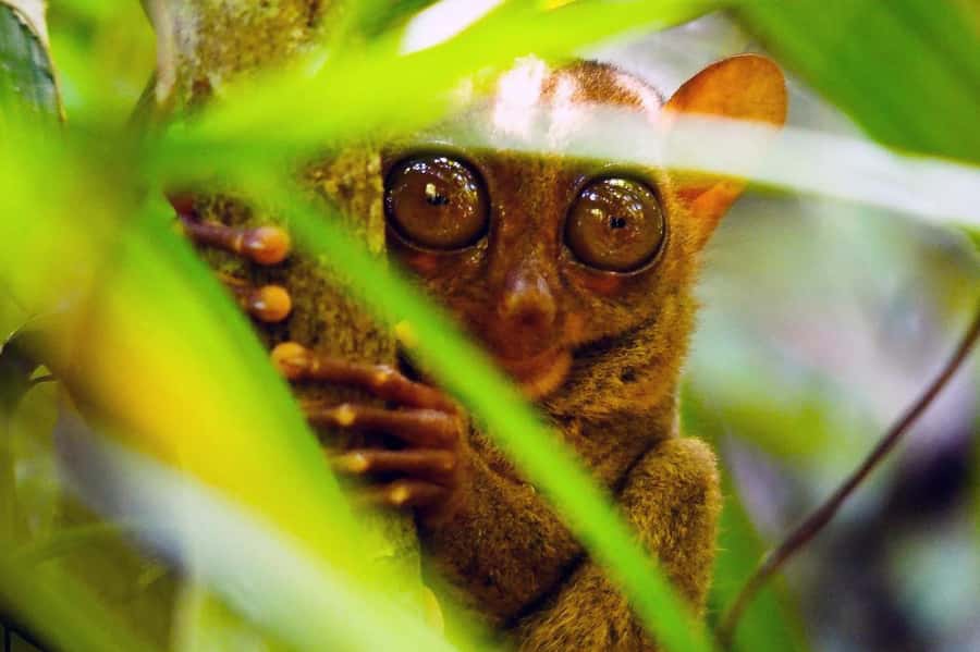 From Cebu: Bohol Countryside Private Tour with Buffet Lunch - Tarsier Sanctuary: a short guided look at the world’s smallest primates