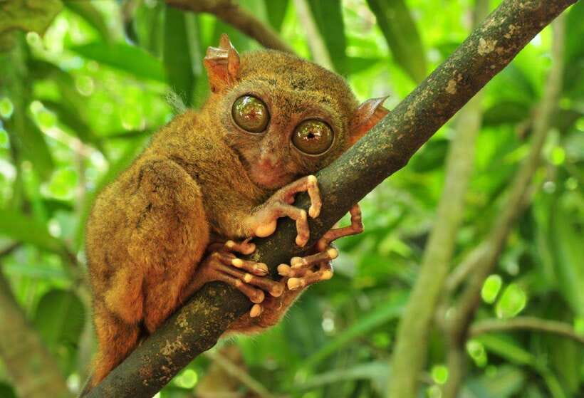 From Cebu City: Bohol Island Highlights in One Day - One Packed Day in Bohol, With a Plan That Actually Works