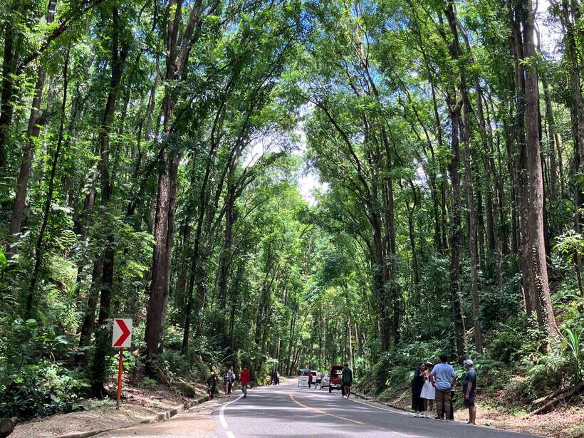 From Cebu City: Bohol Island Highlights in One Day - Man-Made Forest Photo Stop: Quick, Scenic, and Easy