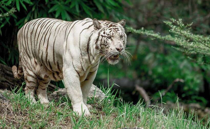 From Cebu City: Cebu Safari and Adventure Park Day Tour - Cebu Safari and Adventure Park: getting from Cebu City to Carmen
