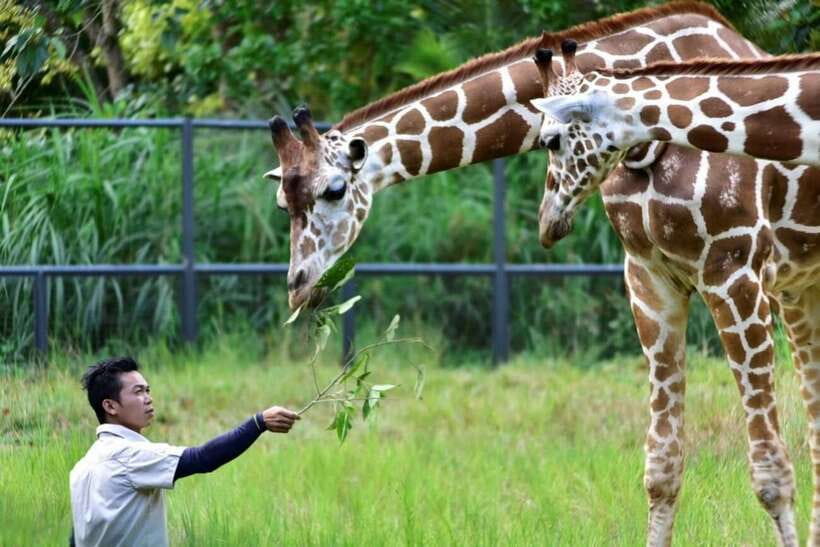 From Cebu City: Cebu Safari and Adventure Park Day Tour - Food, water, and cash: what your wallet should expect