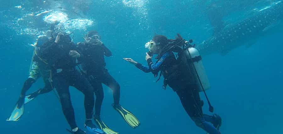 From Cebu City: Scuba Diving with Whale Sharks Trip in Oslob - Private transfer, skip-the-line entry, and what that saves you
