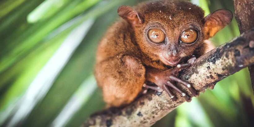 From Cebu: Full-Day Bohol Excursion - Bilar Mahogany Man-Made Forest and the Craft Stops You Actually Remember