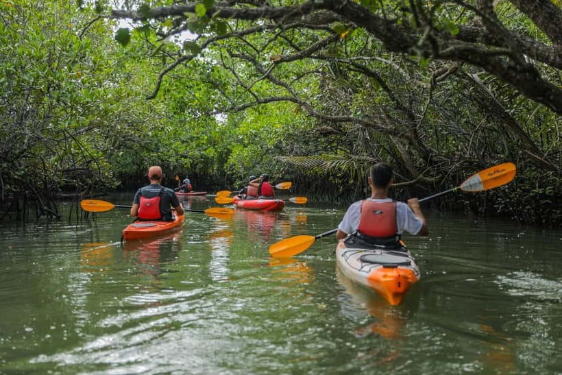 From Tagbilaran City/Panglao Island: Bohol Mangrove Kayaking - Mangrove Tunnels Trail on the Abatan River