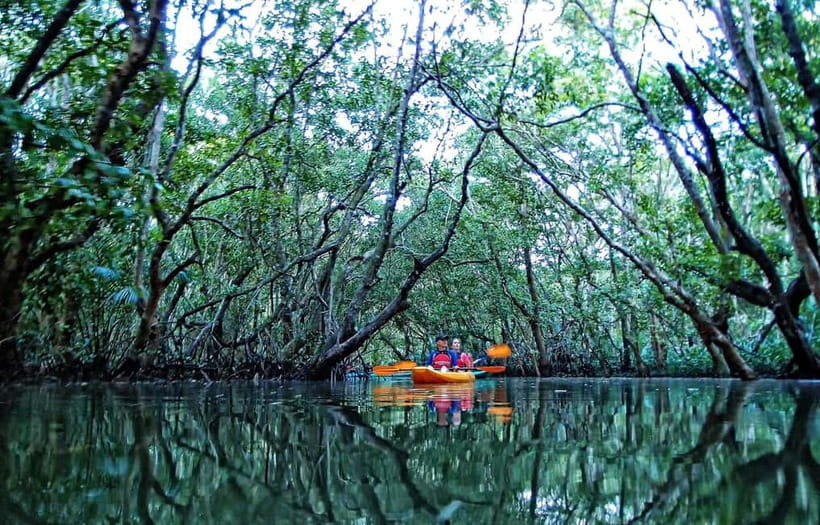 From Tagbilaran City/Panglao Island: Bohol Mangrove Kayaking - On the water: tunnels, birds, and mangrove ecology lessons