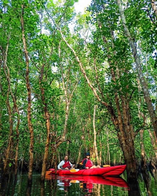 From Tagbilaran City/Panglao Island: Bohol Mangrove Kayaking - Who this Bohol mangrove kayaking tour suits best