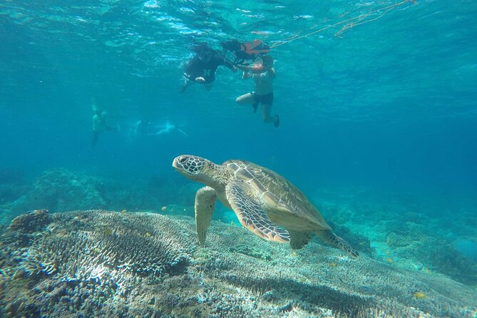 Full Day Apo Island Tour from Dumaguete - Key highlights worth knowing before you go