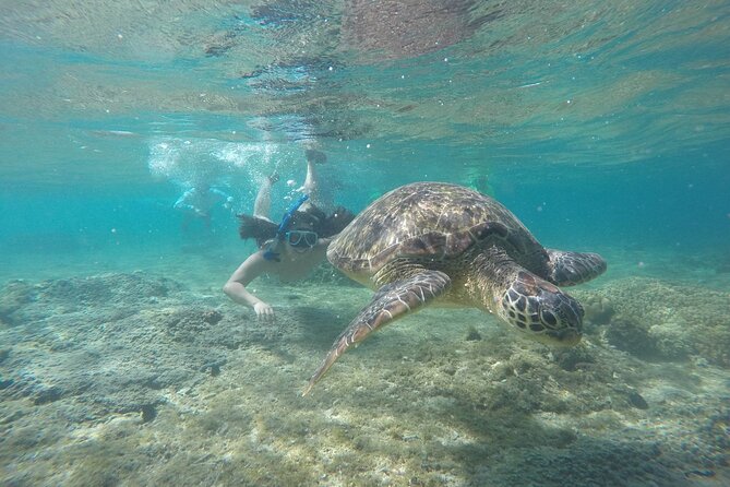 Full Day Apo Island Tour from Dumaguete - From Dumaguete to Apo Island: the smooth start that drives the value