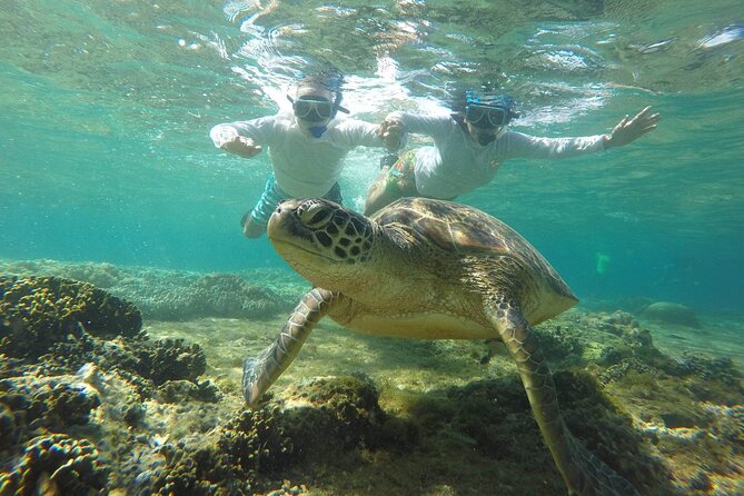 Full Day Apo Island Tour from Dumaguete - Coral gardens and fish time: where the guide earns their keep