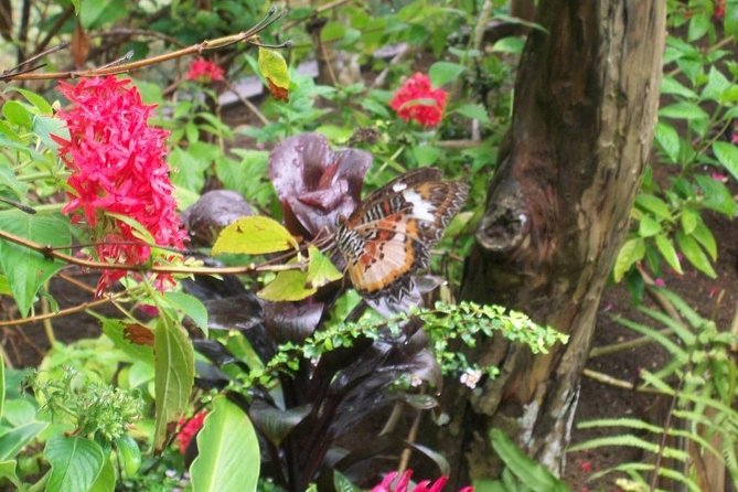 Full-Day Private Siquijor Island Tour - A Full-Day Private Siquijor Tour That Feels Like One Clean Plan