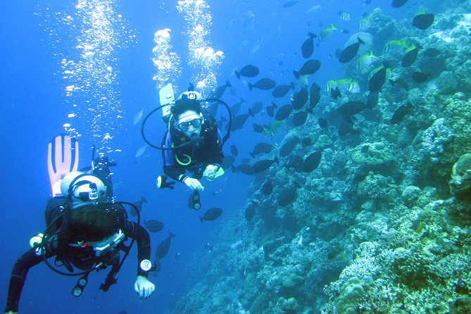 Fun Boat Dive for certified diver - Quick hits before you go