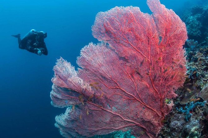 Fun Boat Dive for certified diver - How the 1-hour plan usually plays out on a boat outing