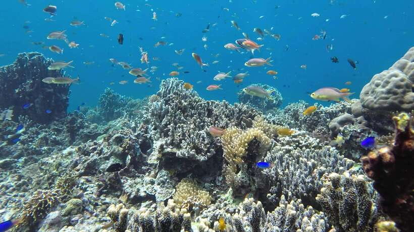 Mactan Island Hopping Gilutungan, Caohagan, Nalusuan + Lunch - Nalusuan Island: Clear Water, One More Snorkel, Then Back to Cebu