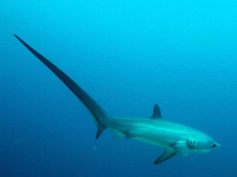 Malapascua: Advance Divers Shark Dive & Optional Transfer - Malapascua’s thresher shark magic, and why it matters