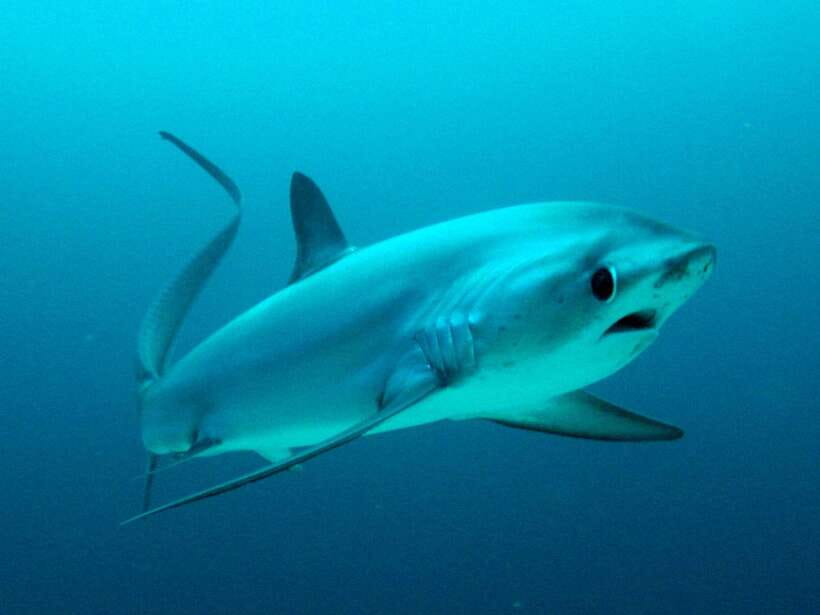 Malapascua: Advance Divers Shark Dive & Optional Transfer - The early-morning schedule, and the one planning rule that keeps it smooth