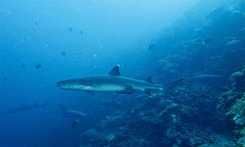 Malapascua: Advance Divers Shark Dive & Optional Transfer - Transfers from Cebu or Mactan, and the timing trap to avoid