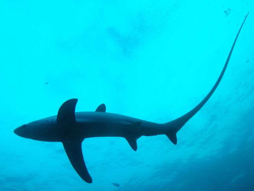 Malapascua: Advance Divers Shark Dive & Optional Transfer - Kimud Shoal vs Monad Shoal, what changes under the water