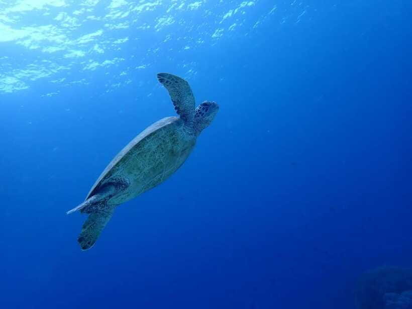Moalboal Sardine Run, Sea Turtle & Mantayupan Falls - Should you book this Moalboal Sardine Run, Sea Turtle & Mantayupan Falls tour?