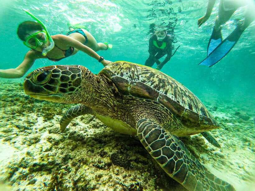 Moalboal Sardine Run, Sea Turtle & Mantayupan Falls - FAQ