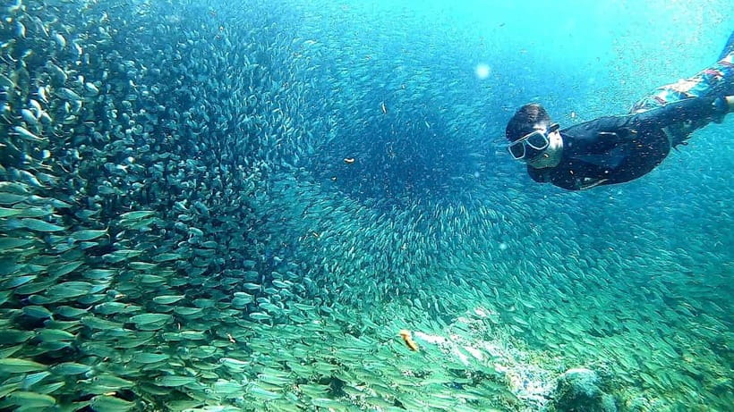 Moalboal: Sardine Run Snorkeling & Kawasan Canyoneering - The 5:00 AM pickup and the long Cebu-to-Badian travel reality