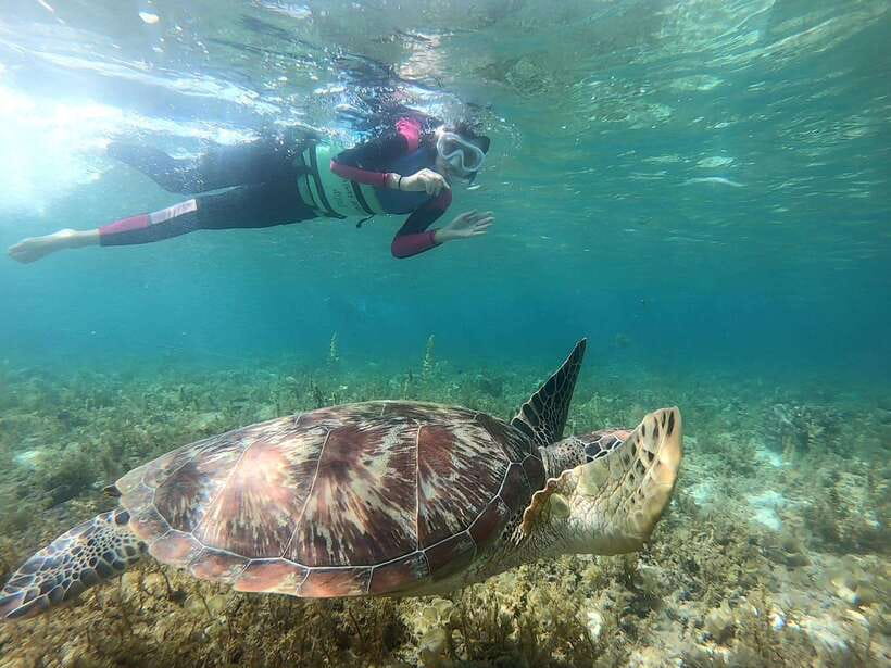 Moalboal: Sardine Run, Turtles and Pescador Island Hopping - Pescador Island snorkeling: a guided reef swim with the basics provided