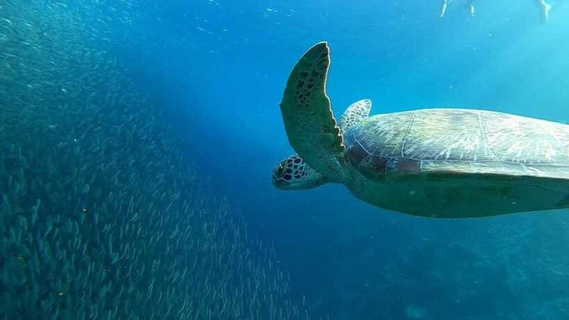 Moalboal: Sardine Run, Turtles and Pescador Island Hopping - Lunch break and free time: what to do on land