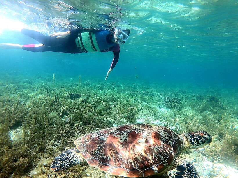 Moalboal: Sardine Run, Turtles and Pescador Island Hopping - Gear, rules, and sea conditions: small details that matter
