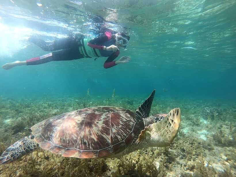 Moalboal: Sardine Run, Turtles and Pescador Island Hopping - Who should book this Moalboal snorkeling day