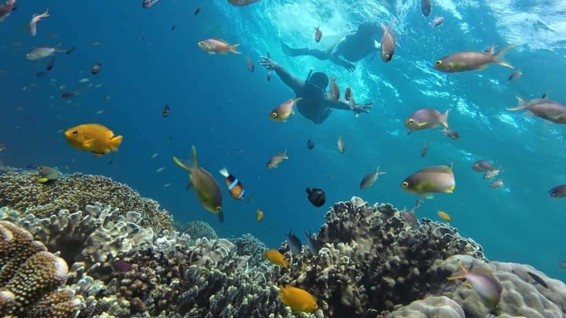 Moalboal: Sardine Run, Turtles and Pescador Island Hopping - Getting there from Cebu and Oslob: pickup that actually matters