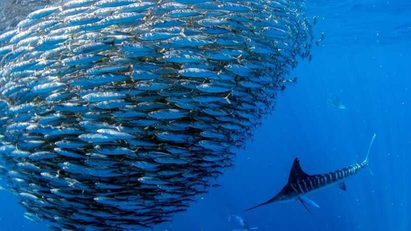 Moalboal Sardines Run Private Tour - Moalboal Sardine Run, 30 meters from shore: why that detail matters
