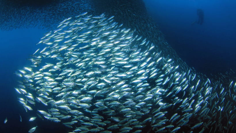 Moalboal Sardines Run Private Tour - Gear, life jackets, and the real comfort checklist