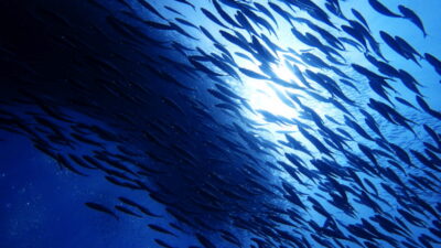 Moalboal Sardines Run Private Tour